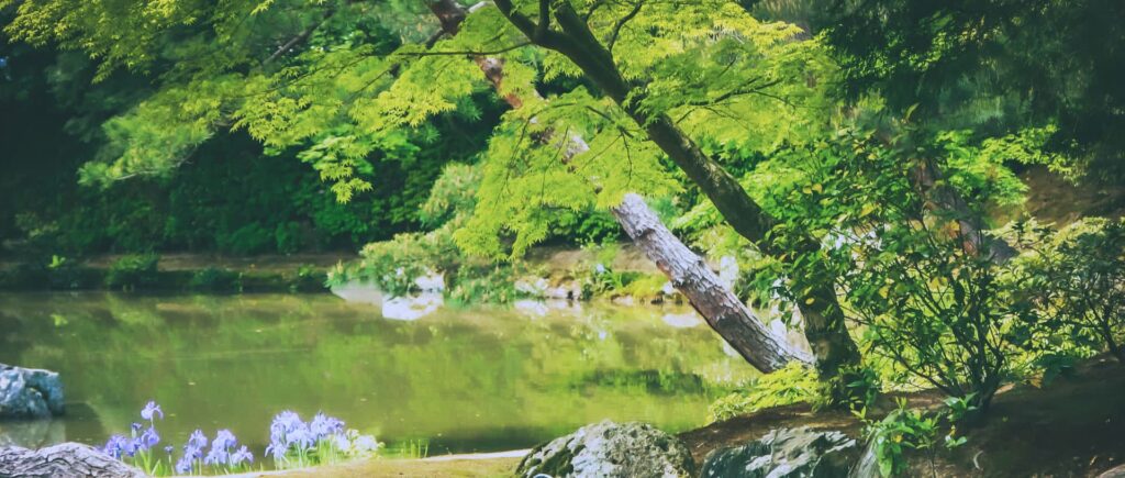 綺麗な庭園